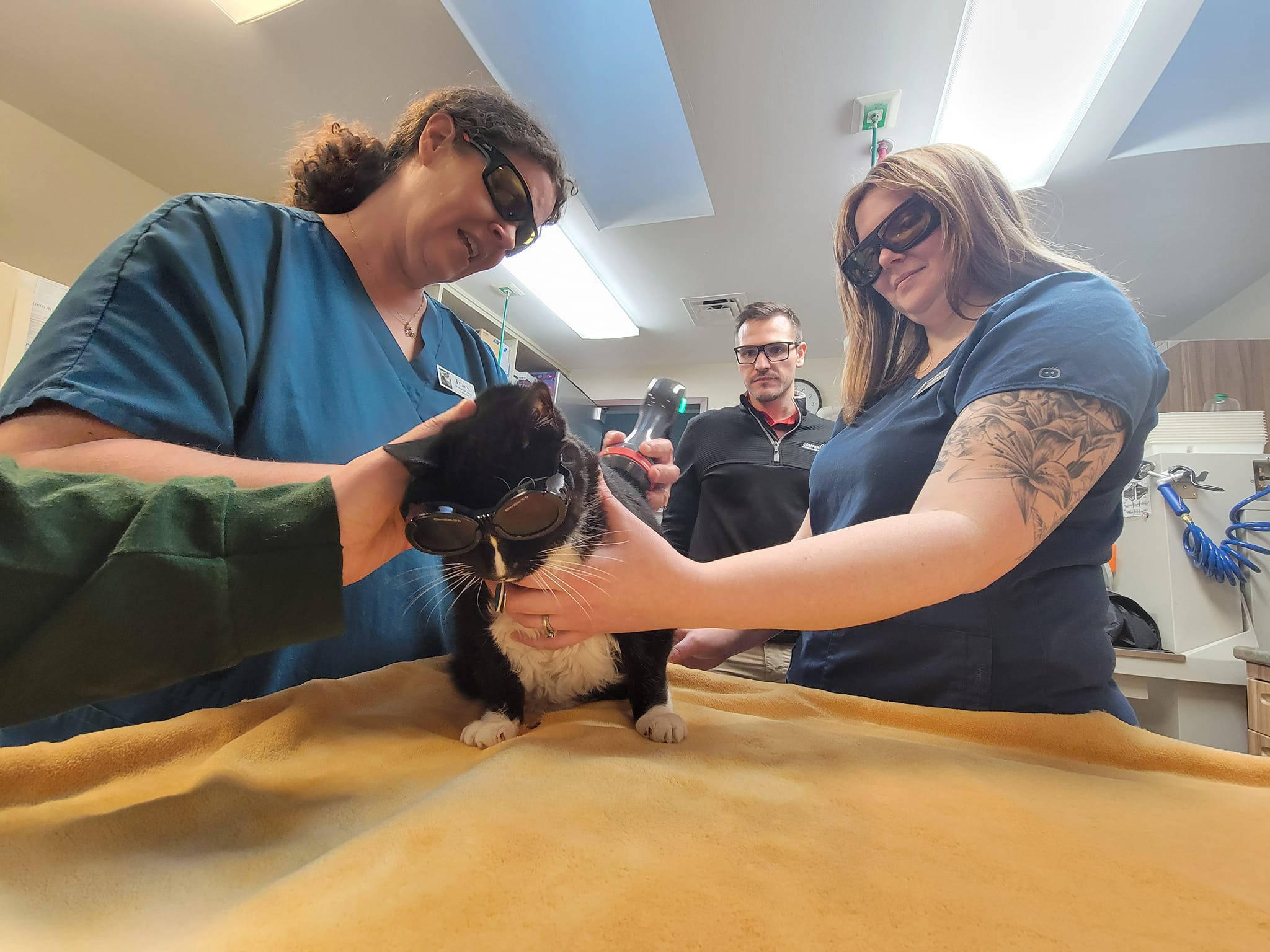 Fox Run Animal Hospital: Leading Veterinarian in Lapeer, MI, Providing Exceptional Pet Care Services